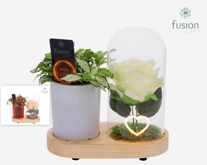 <h4>LED Lichtbal Hart houten planter met Fittonia</h4>