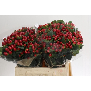 Hypericum True Romance