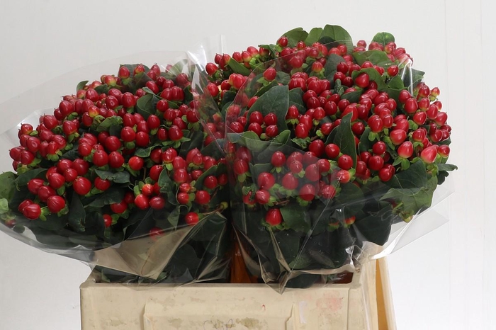 <h4>Hypericum True Romance</h4>