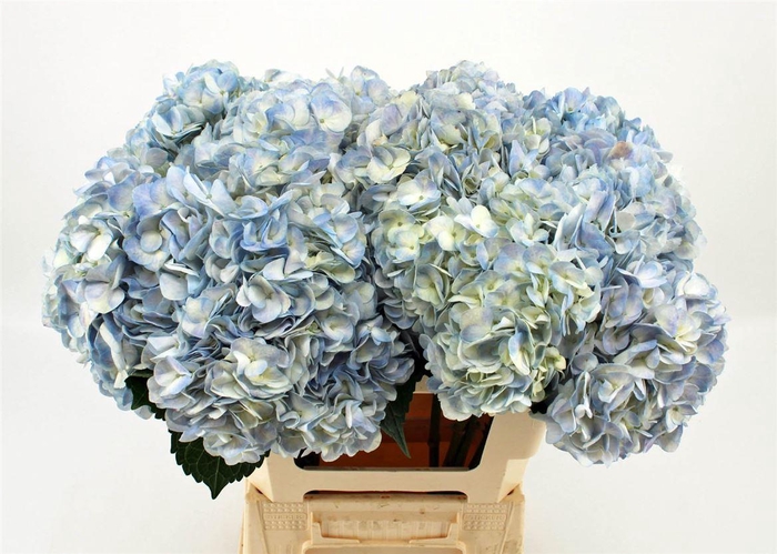 <h4>Hydr M Lavendel Natural</h4>