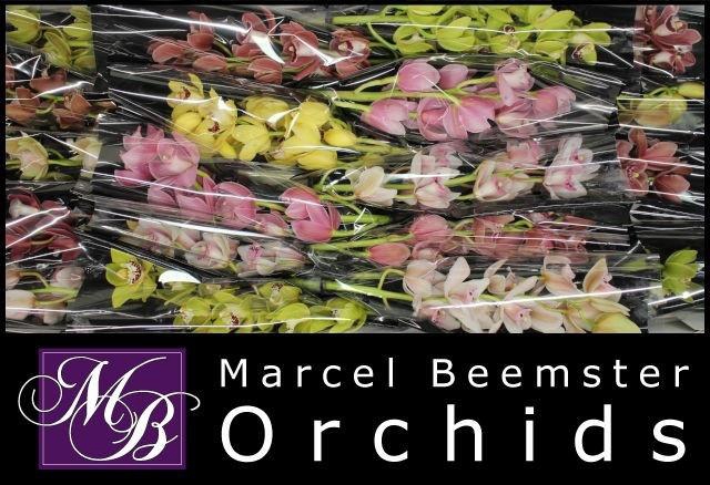 <h4>CYMB MI GEM</h4>