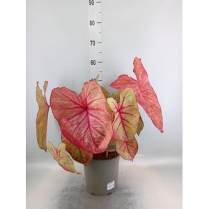 Caladium   ...