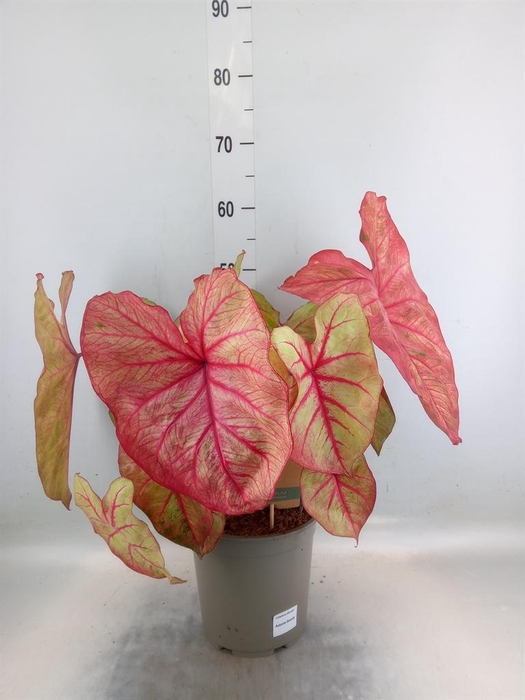 <h4>Caladium   ...</h4>