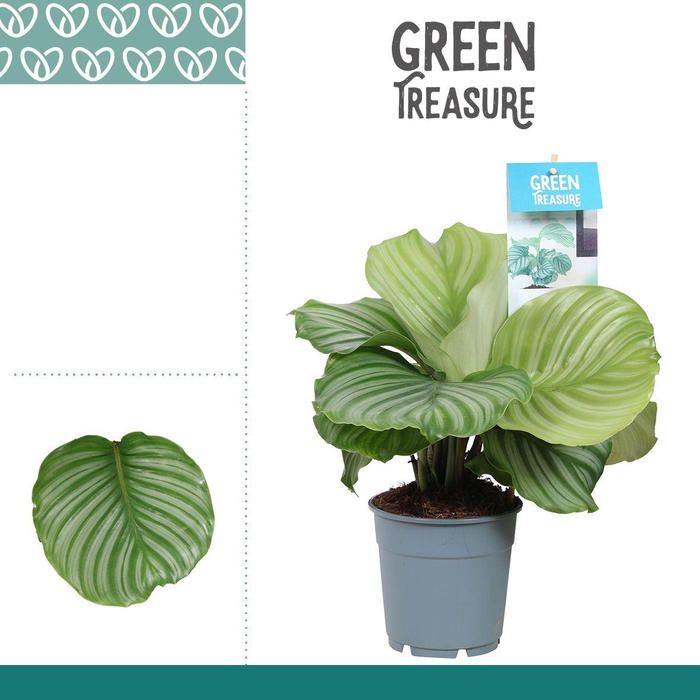 <h4>Calathea orbifolia</h4>