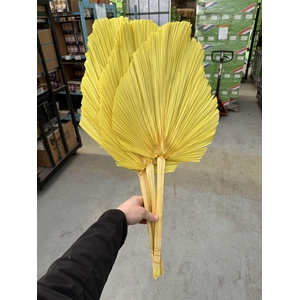 Dried Palm Spear 3pc Xxl Bl Yellow Bunch
