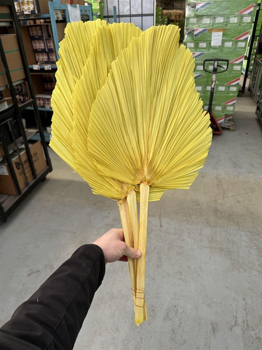 <h4>Dried Palm Spear 3pc Xxl Bl Yellow Bunch</h4>