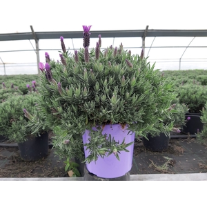 Lavandula overig