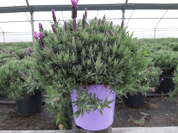 <h4>Lavandula overig</h4>
