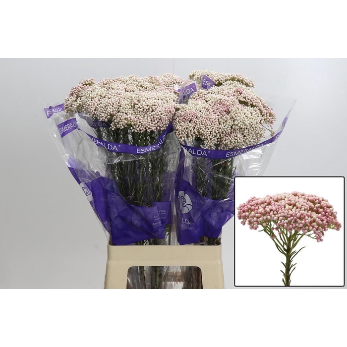 <h4>Ozoth Cooks Tall Pin</h4>