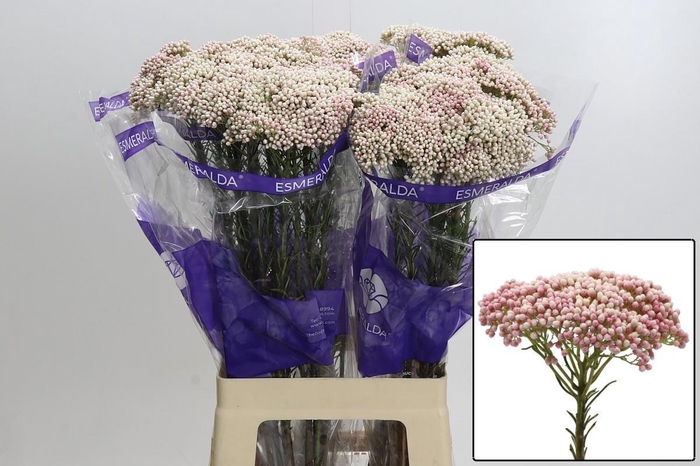 <h4>OZOTH COOKS TALL PIN</h4>