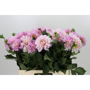 Dahlia Sweet Nathalie