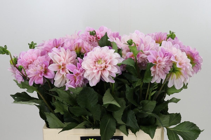 <h4>Dahlia Sweet Nathalie</h4>