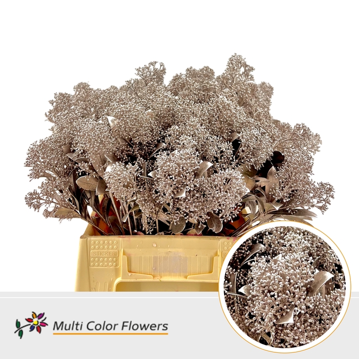 <h4>Skimmia Champagne</h4>