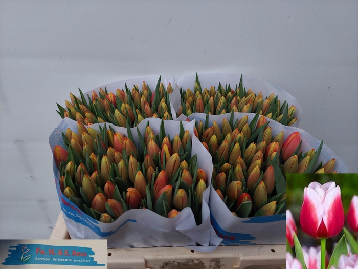 <h4>TU EN LEEN VD MARK</h4>