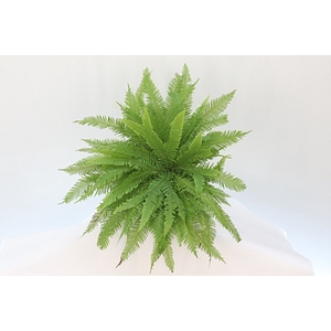 Dec Umbrella Fern Mbx