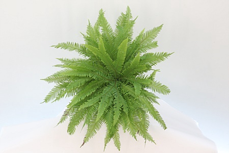 Dec Umbrella Fern Mbx