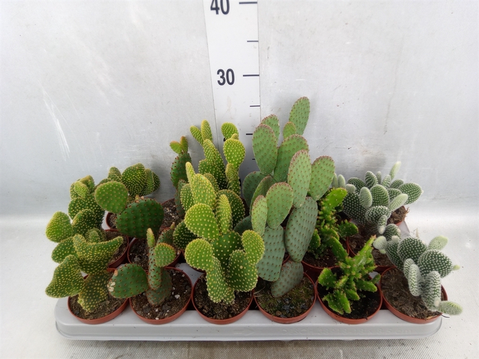 <h4>Opuntia</h4>