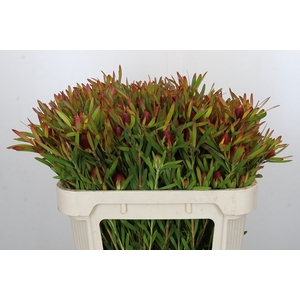 Leucadendron Ayoba Cherry Pearl Spray