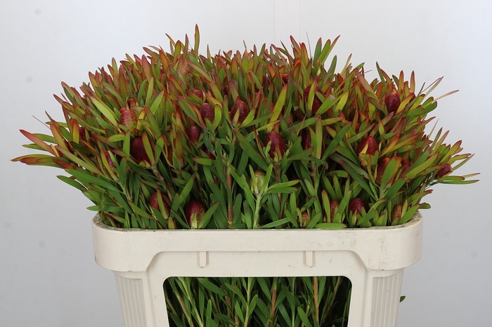Leucadendron Ayoba Cherry Pearl Spray