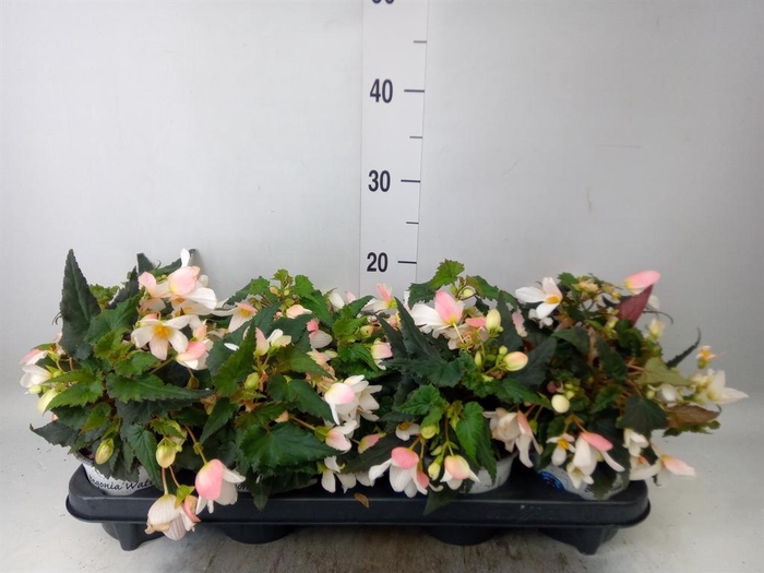 <h4>Begonia boliv. 'WF Dream Bicolour'</h4>