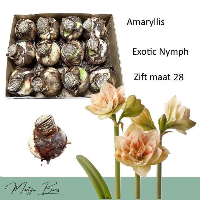 <h4>HIPP BULB EXOTIC NYMPH</h4>