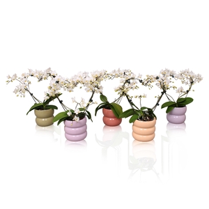 Phal. Multi vorm wit 