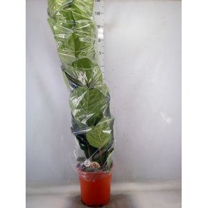 Ficus lyrata