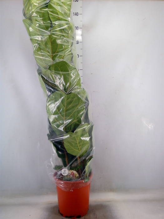 <h4>Ficus lyrata</h4>
