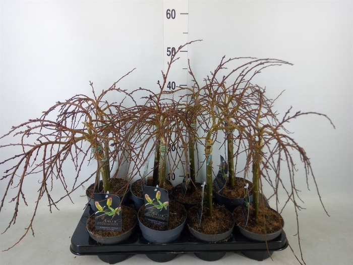 <h4>Salix arbuscula</h4>