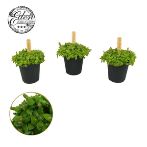 Hylocereus Undatus 5,5cm