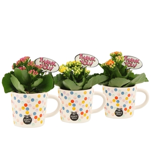 4501157: Love school Kalanchoe