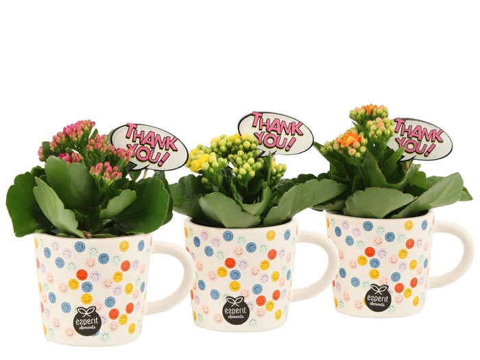 <h4>4501157: Love school Kalanchoe</h4>