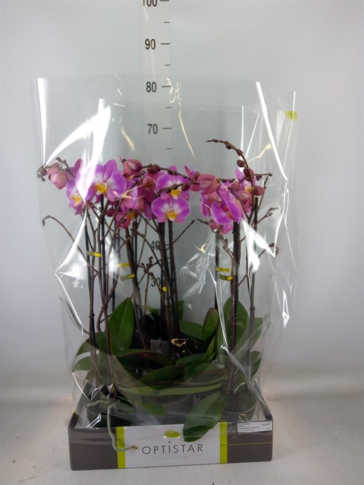 <h4>Phalaenopsis ...lilac</h4>