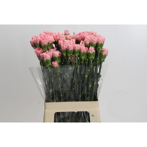 Dianthus St Pink Diamante