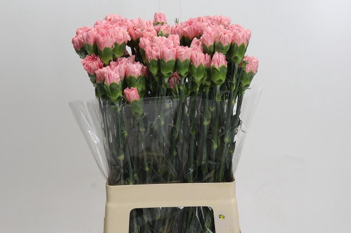<h4>Dianthus St Pink Diamante</h4>