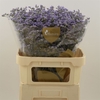 Limonium Utah Blue