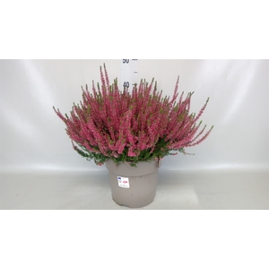 Calluna vulg. 'Garden G Angie'