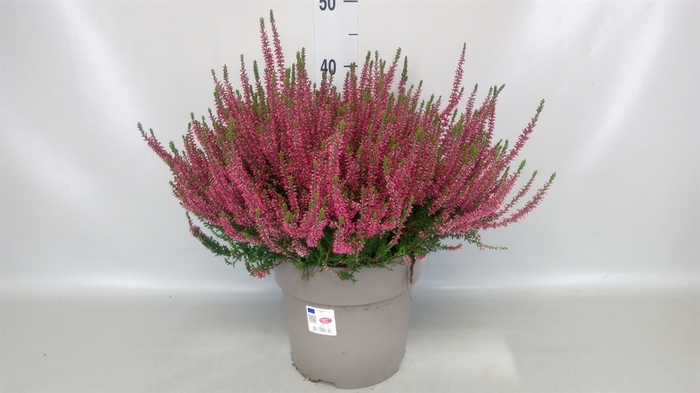 Calluna vulg. 'Garden G Angie'