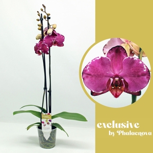 Phalaenopsis overig rood (meerdere