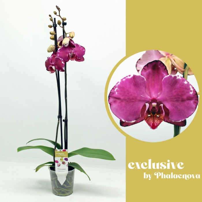 <h4>Phalaenopsis overig rood (meerdere</h4>