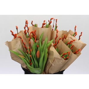 Bq Tulp Salix Orange Promo