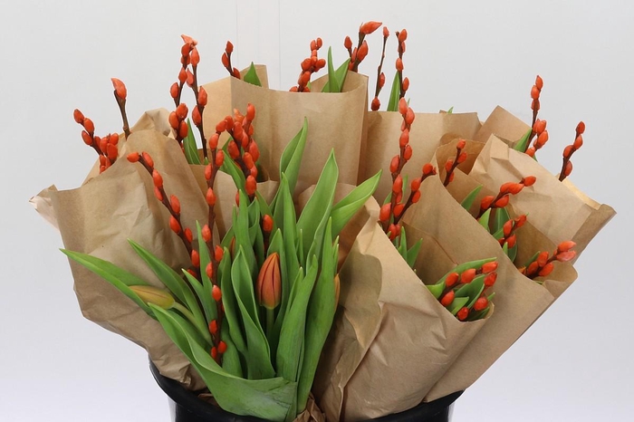 <h4>Bq Tulp Salix Orange Promo</h4>