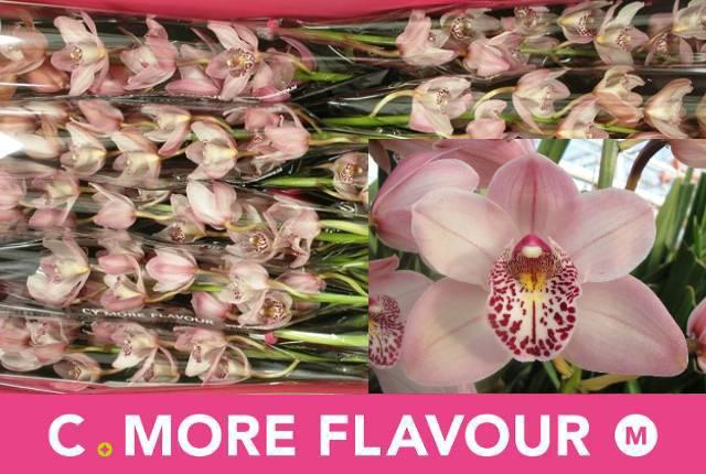 <h4>CYMB MI IRENE</h4>