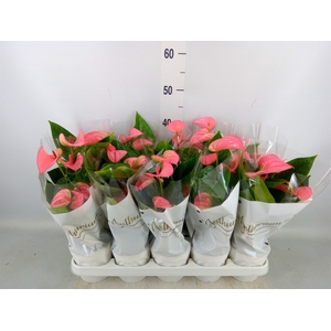 Anthurium andr. 'Pink Champion'