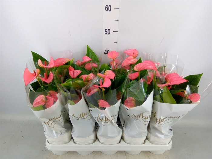 <h4>Anthurium andr. 'Pink Champion'</h4>