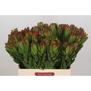 Leucadendron Goldstrike