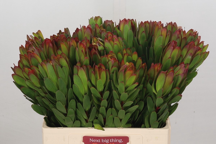 <h4>Leucadendron Goldstrike</h4>