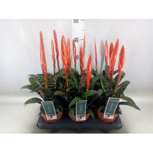 Vriesea  'Era'