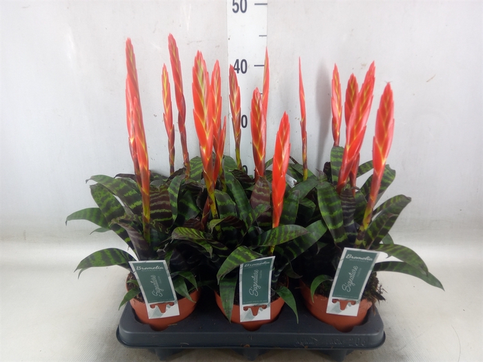 <h4>Vriesea  'Era'</h4>
