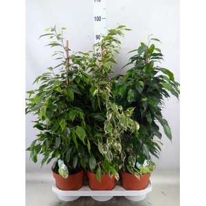 Ficus benja.   ...mix